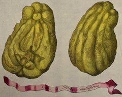 18th C. Volckamer Handkolorierte Zitronengravur ""Cedro Ditela Multiforme"
