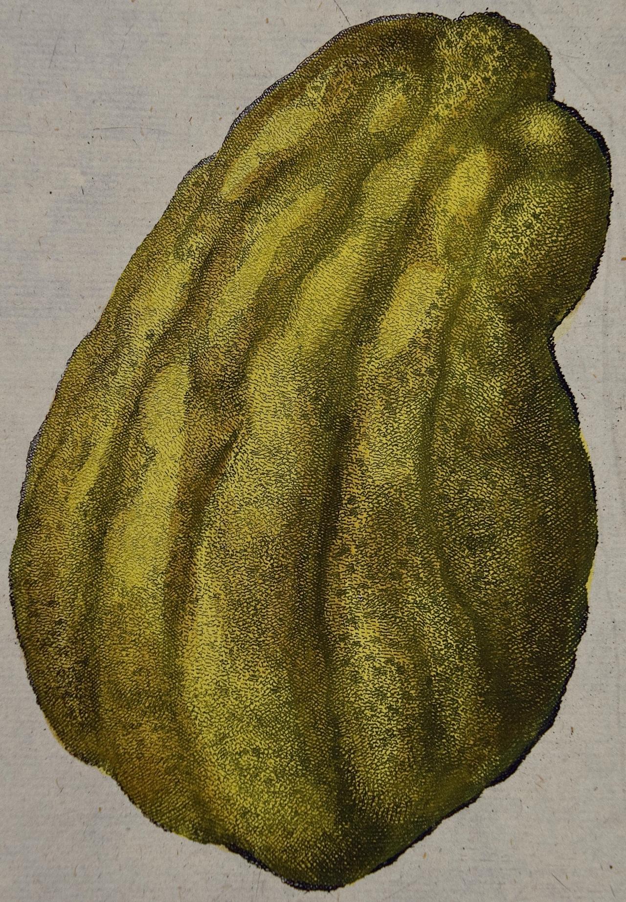 18th C. Volckamer Handkolorierte Zitronengravur 