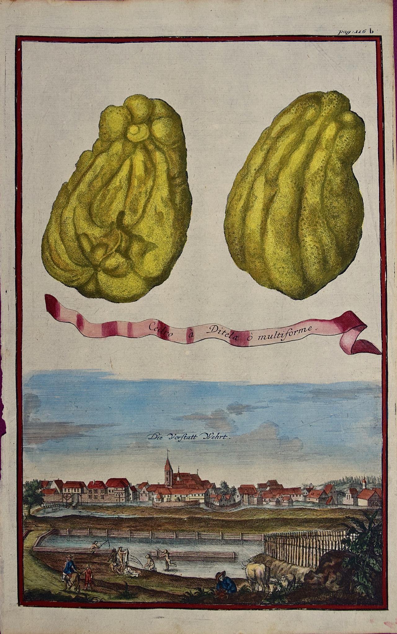Johan Christoph Volkhamer Still-Life Print - Lemons "Cedro Ditela Multiforme": An 18th C. Volckamer Hand-colored Engraving