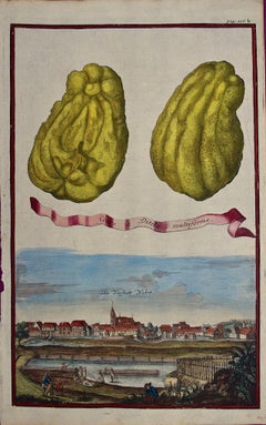 18th C. Volckamer Hand-colored Engraving of Lemons "Cedro Ditela Multiforme"