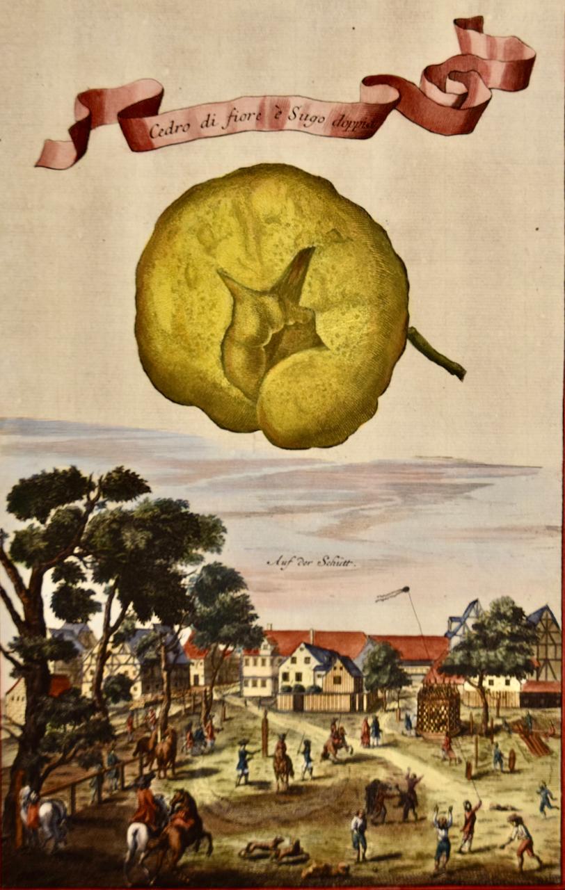 Citrus (Cedar Flower): An Early 18th C. Volckamer Hand-colored Engraving - Print by Johan Christoph Volkhamer