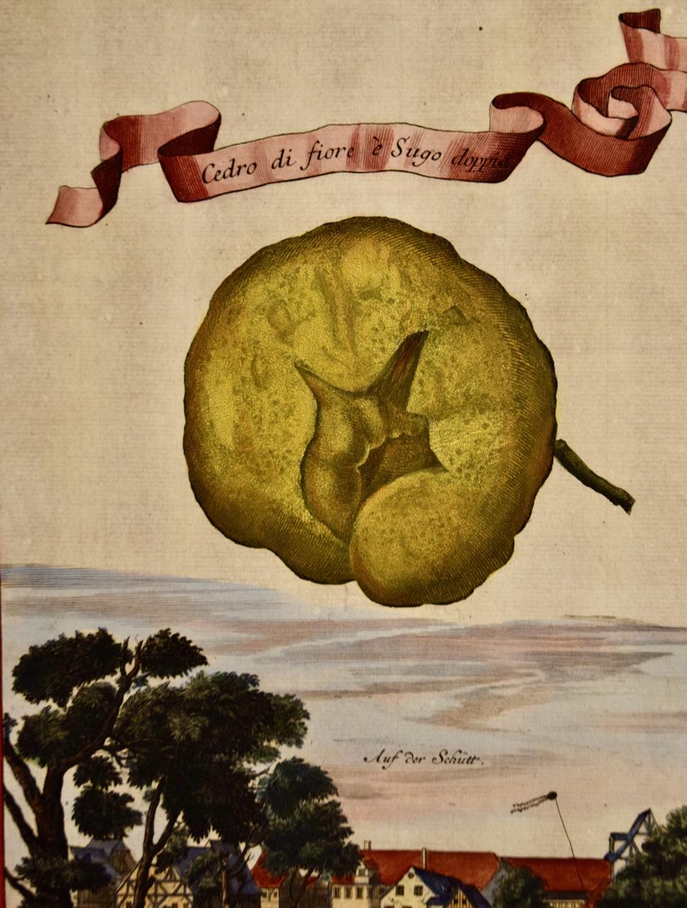 Citrus (Cedar Flower): An Early 18th C. Volckamer Hand-colored Engraving - Naturalistic Print by Johan Christoph Volkhamer