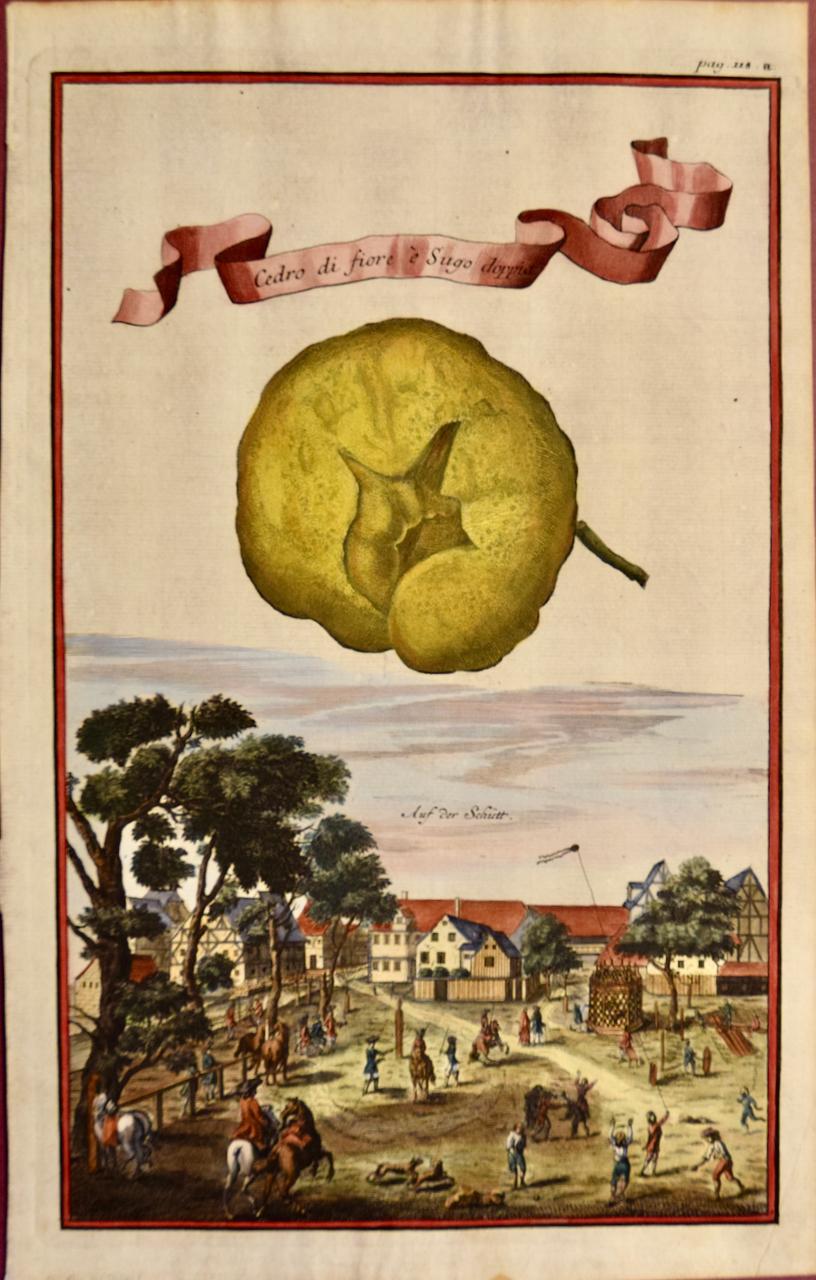 Citrus ( Fleur de cèdre) : Gravure colorée à la main par Volckamer, début du 18e siècle