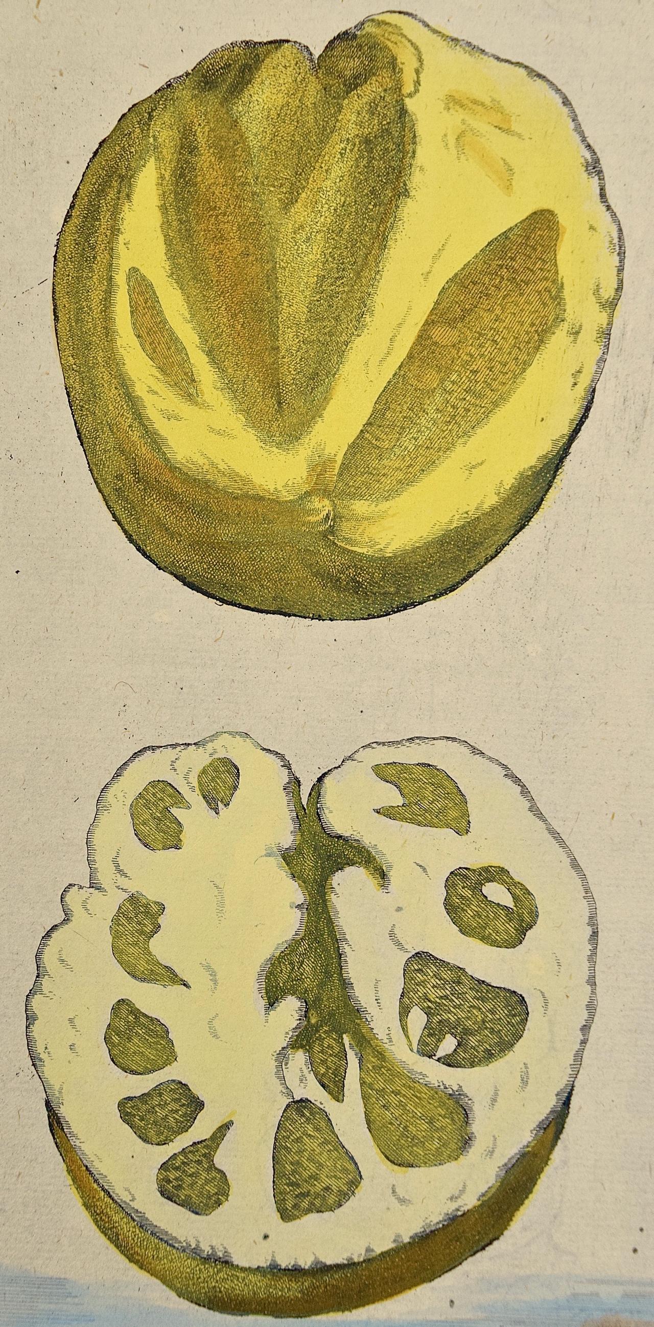 Gravure à la main de citrons « La parte interiore » (La partie intérieure) de Volckamer du début du 18e siècle, colorée à la main - Print de Johan Christoph Volkhamer