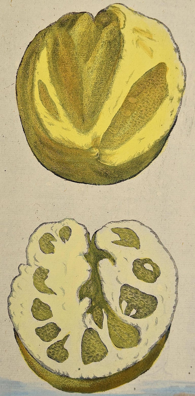 Early 18th C. Volckamer Hand-colored Engraving of Lemons 