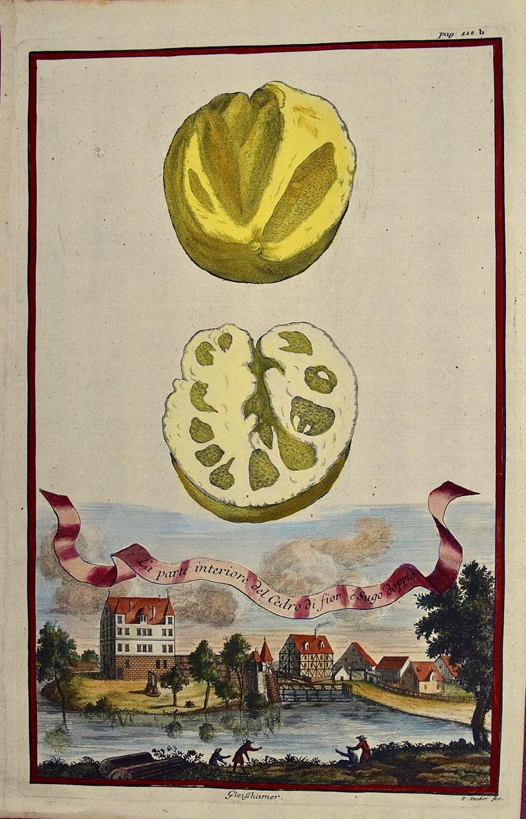 Johan Christoph Volkhamer Landscape Print - Early 18th C. Volckamer Hand-colored Engraving of Lemons "La parte interiore"