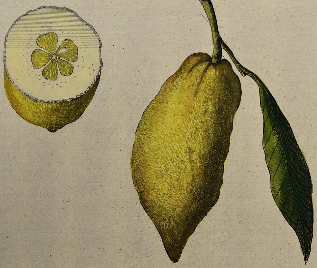 18th century lemon