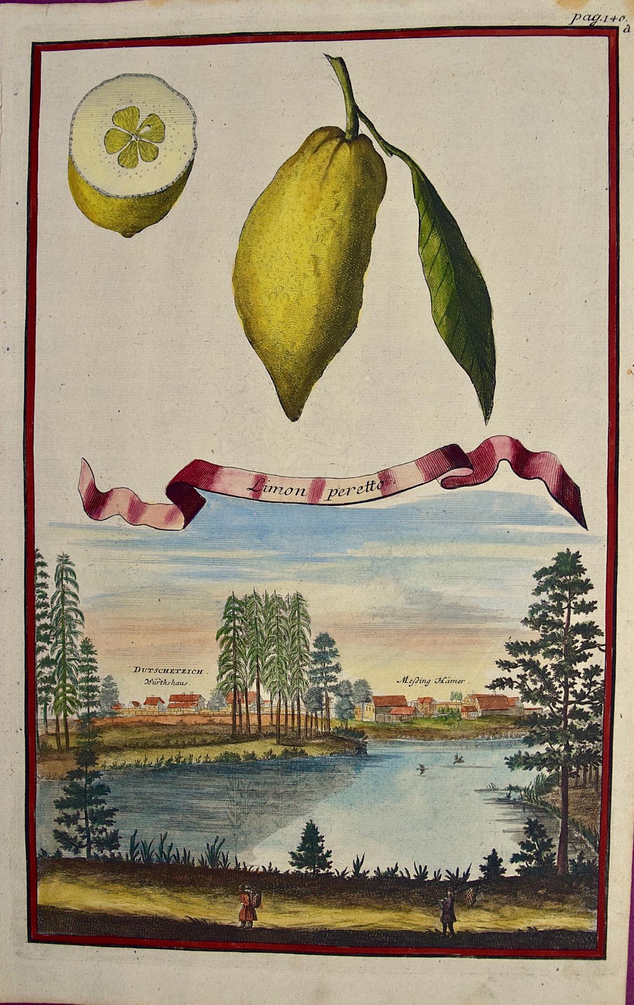 Johan Christoph Volkhamer Still-Life Print – Volckamer Handkolorierte Gravur von Zitronen ""Limon Peretto" aus dem frühen 18. Jahrhundert