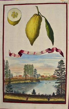 Gravure de citrons Volckamer du début du 18e siècle colorée à la main « Limon Peretto »