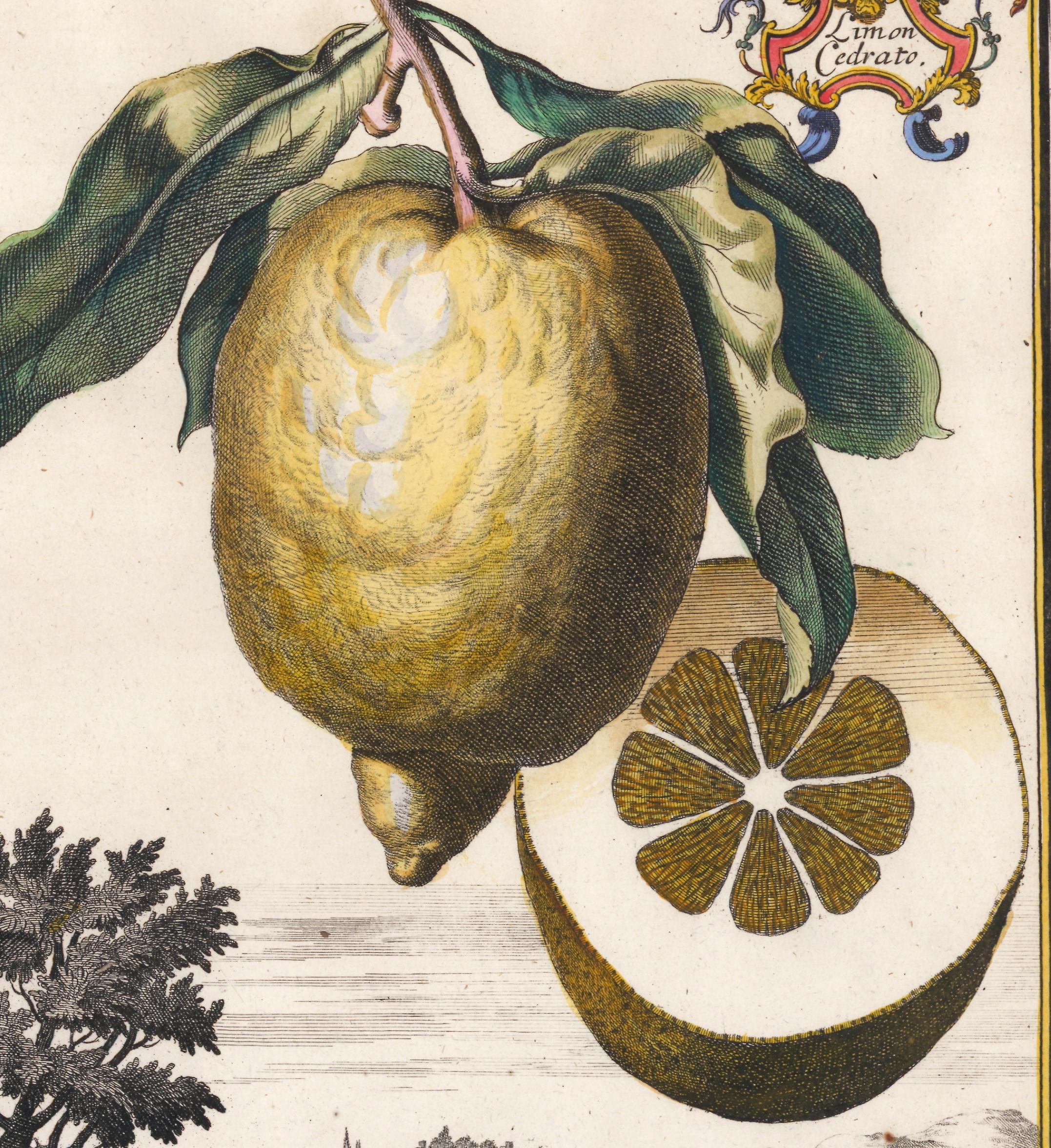 Volckamer, Johann Christoph. 
Nurnbergische Hesperides... 
This plate: Nassar Sopra... [Lemon].
Nurnberg, 1708-1714.
Original copperplate engraving with hand coloring.