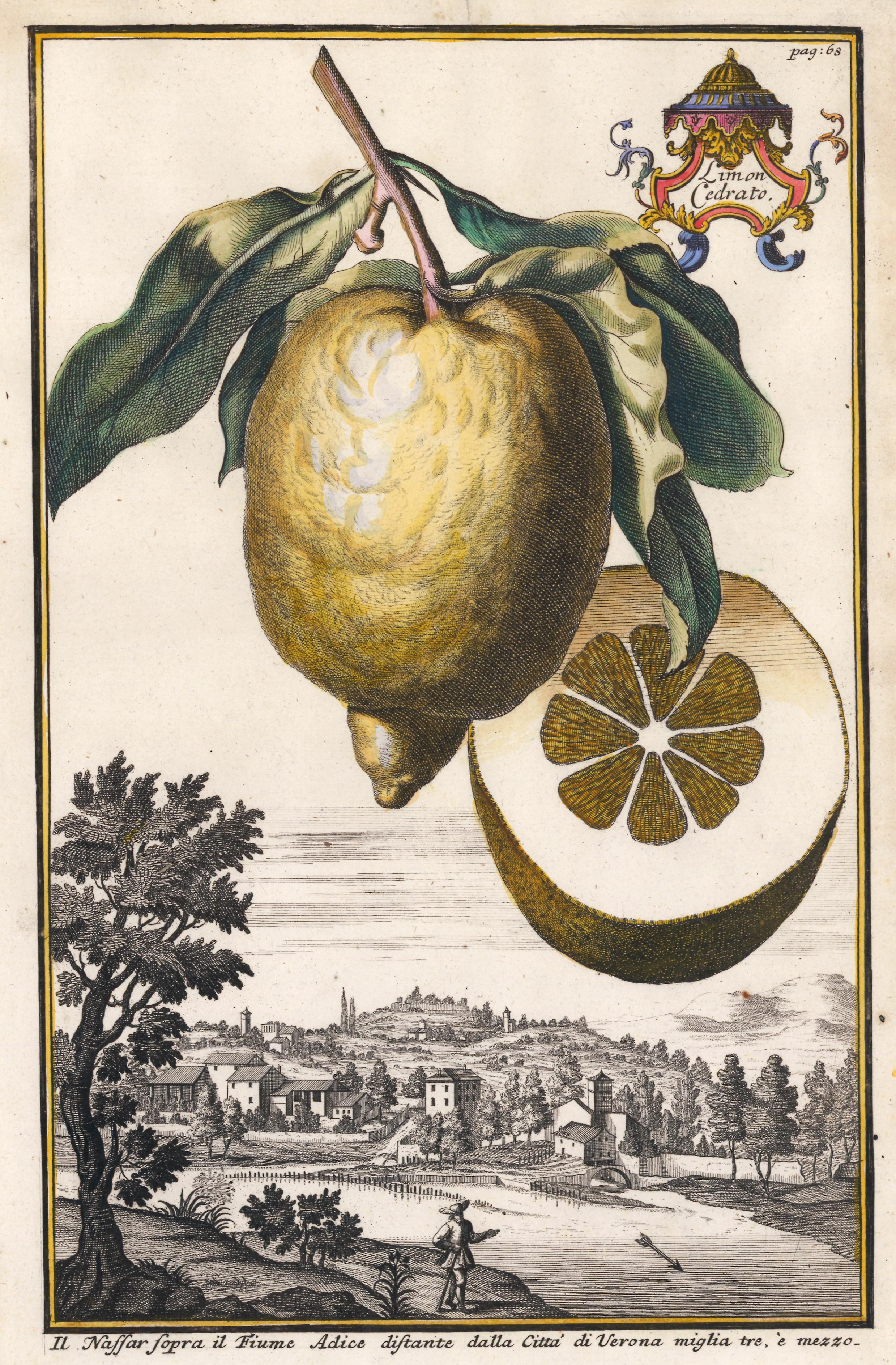 Hand-Colored Lemon Engraving - Print by Johan Christoph Volkhamer