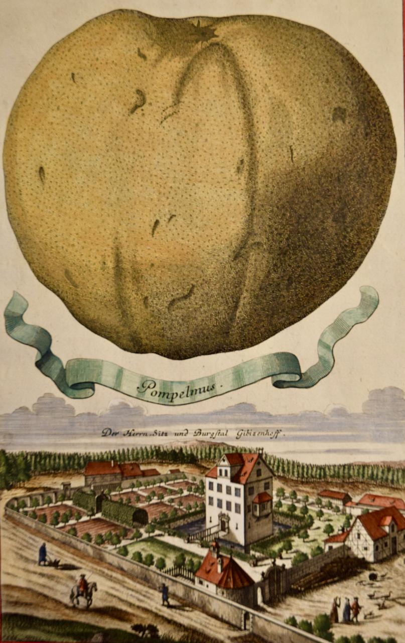 Pompelmus (Pomelo): Un grabado coloreado a mano de principios del siglo XVIII por Volckamer - Print de Johan Christoph Volkhamer