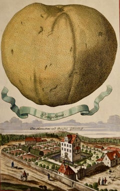 Pompelmus (Grapefruit): Eine handkolorierte Gravur aus dem frühen 18. Jahrhundert von Volckamer