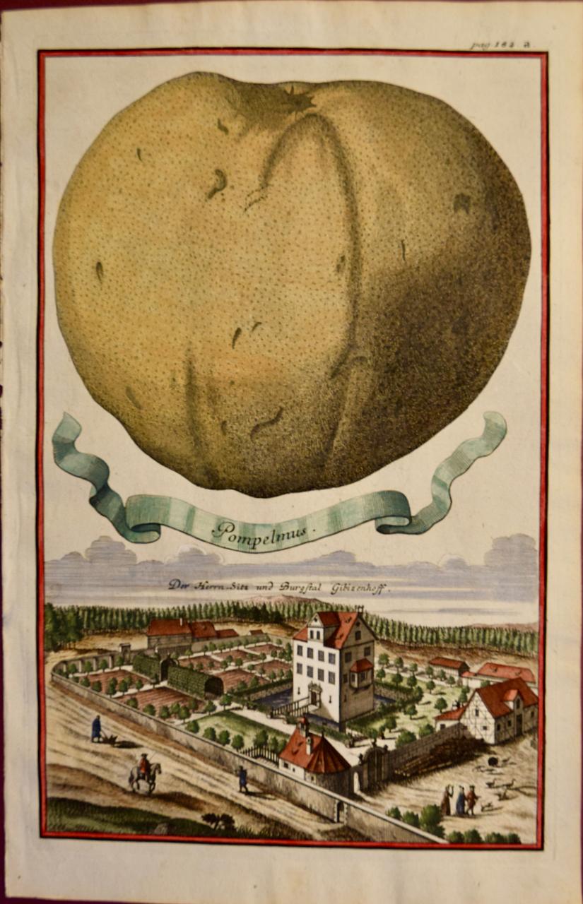 Landscape Print de Johan Christoph Volkhamer - Pompelmus (Pomelo): Un grabado coloreado a mano de principios del siglo XVIII por Volckamer