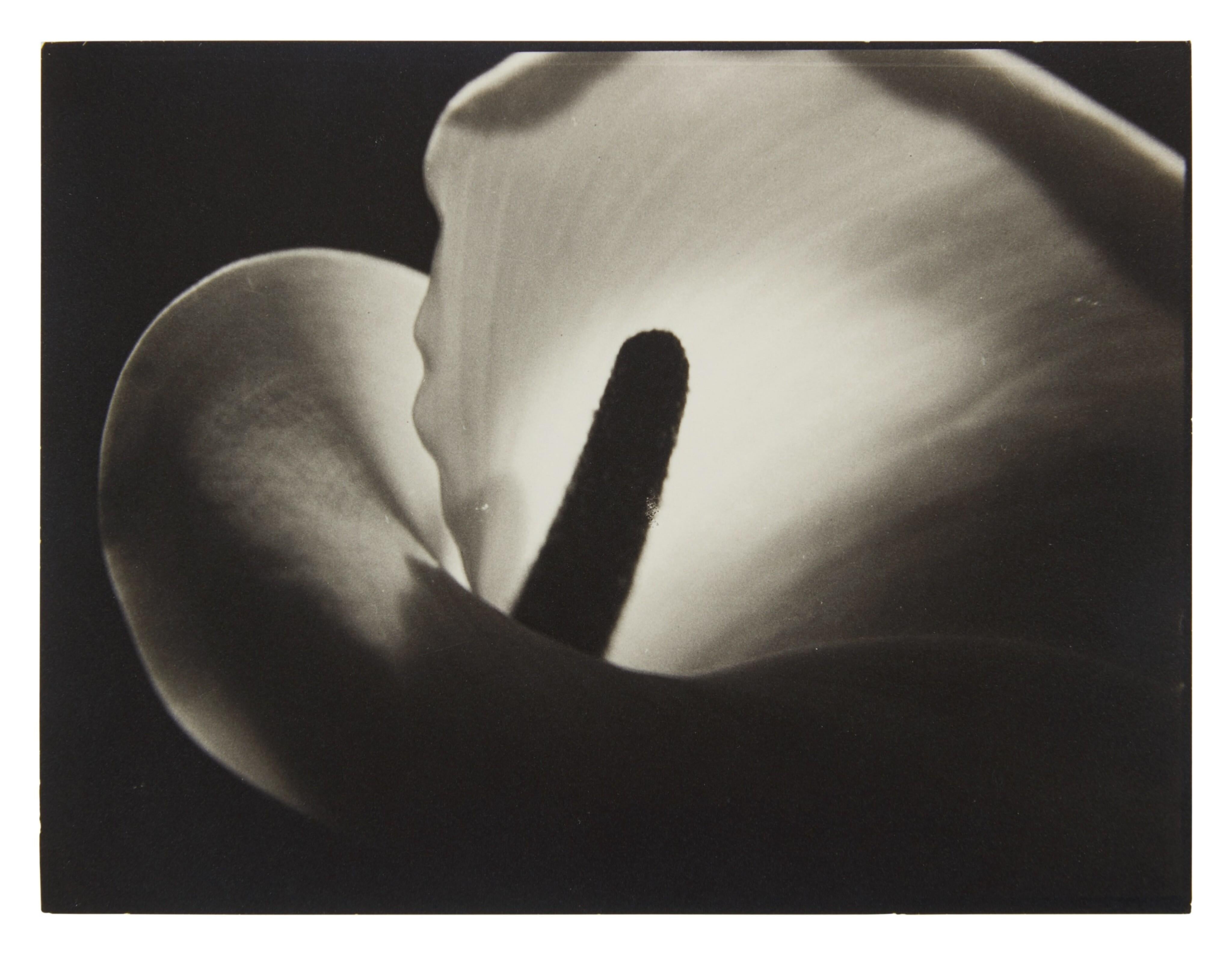 Calla Lily