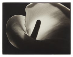 Calla Lily