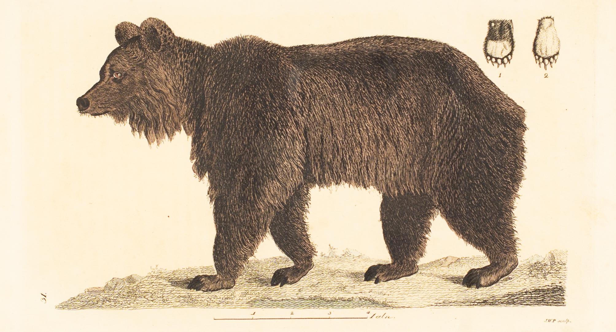 Un ours, imprimé coloré à la main du début des années 1800 par Johan Wilhelm Palmstruch en vente 1