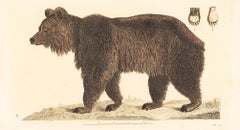 Un ours, imprimé coloré à la main du début des années 1800 par Johan Wilhelm Palmstruch