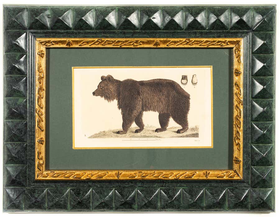 A Bear, Hand-Colored Print From The Early 1800s by Johan Wilhelm Palmstruch