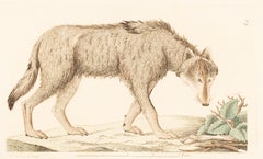 A Wolf, Hand-Colored Print From The Early 1800s by Johan Wilhelm Palmstruch