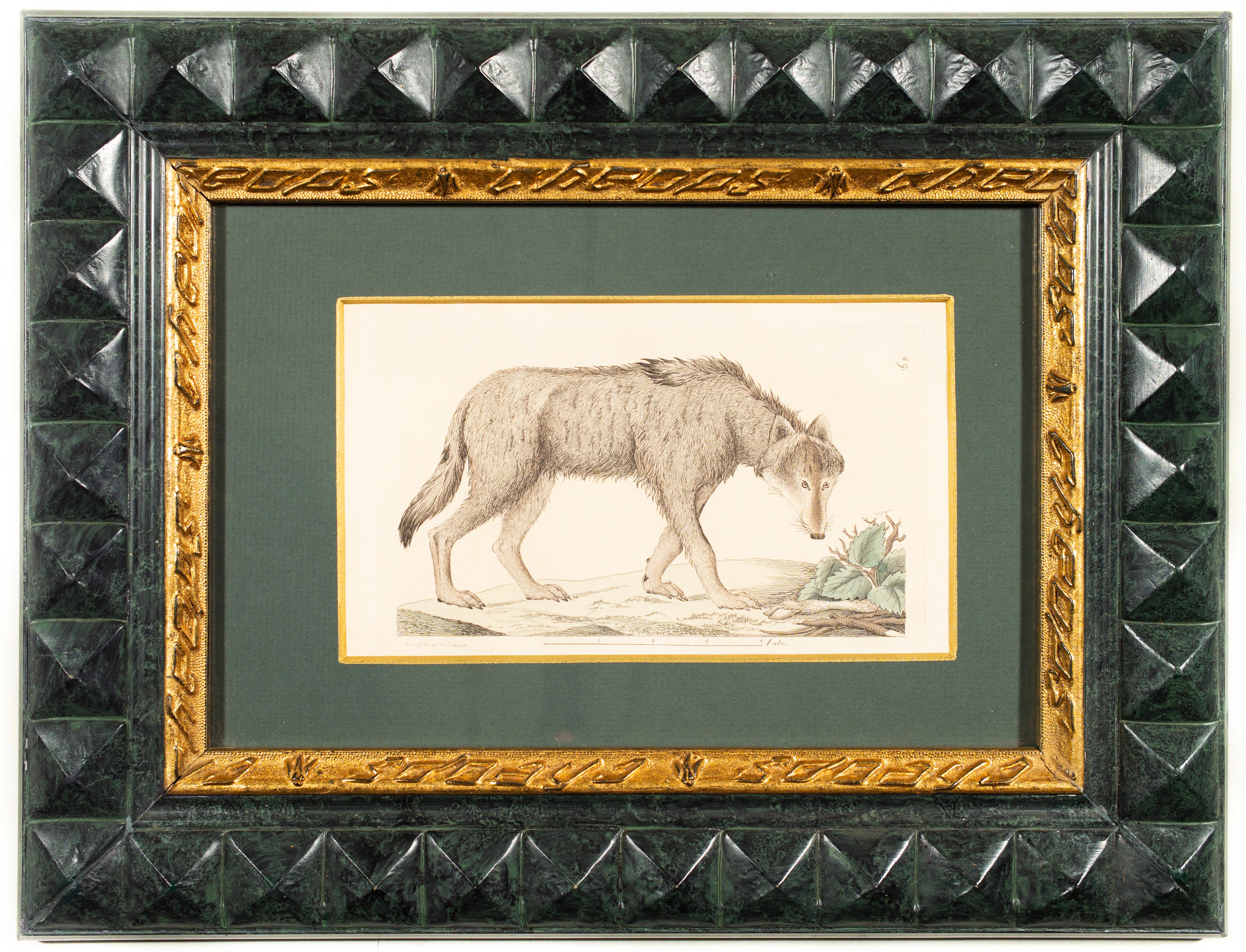 A Wolf, Hand-Colored Print From The Early 1800s by Johan Wilhelm Palmstruch