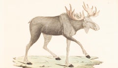 Moose (Elk), Hand-Colored Print From The Early 1800s by Johan Wilhelm Palmstruch