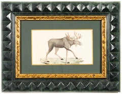 Moose (Elk), Hand-Colored Print From The Early 1800s by Johan Wilhelm Palmstruch