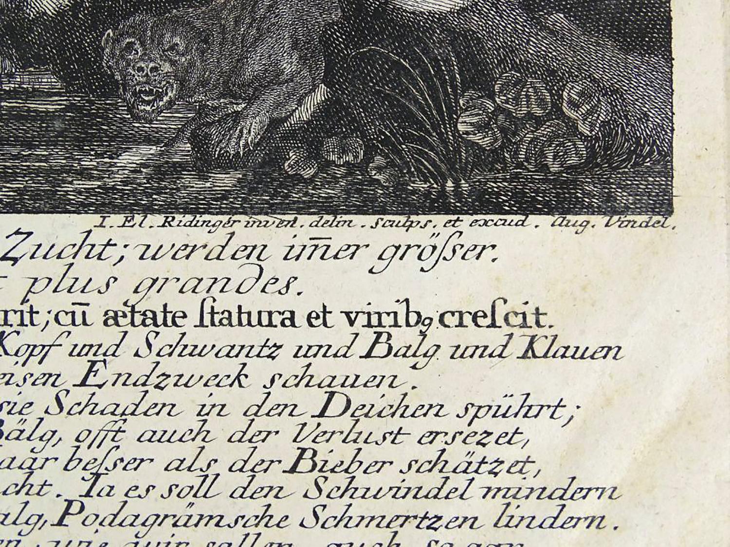 Kupferplattengravur aus dem 18. Jahrhundert von Johann Elias Ridinger „Der Fischotter“ 2