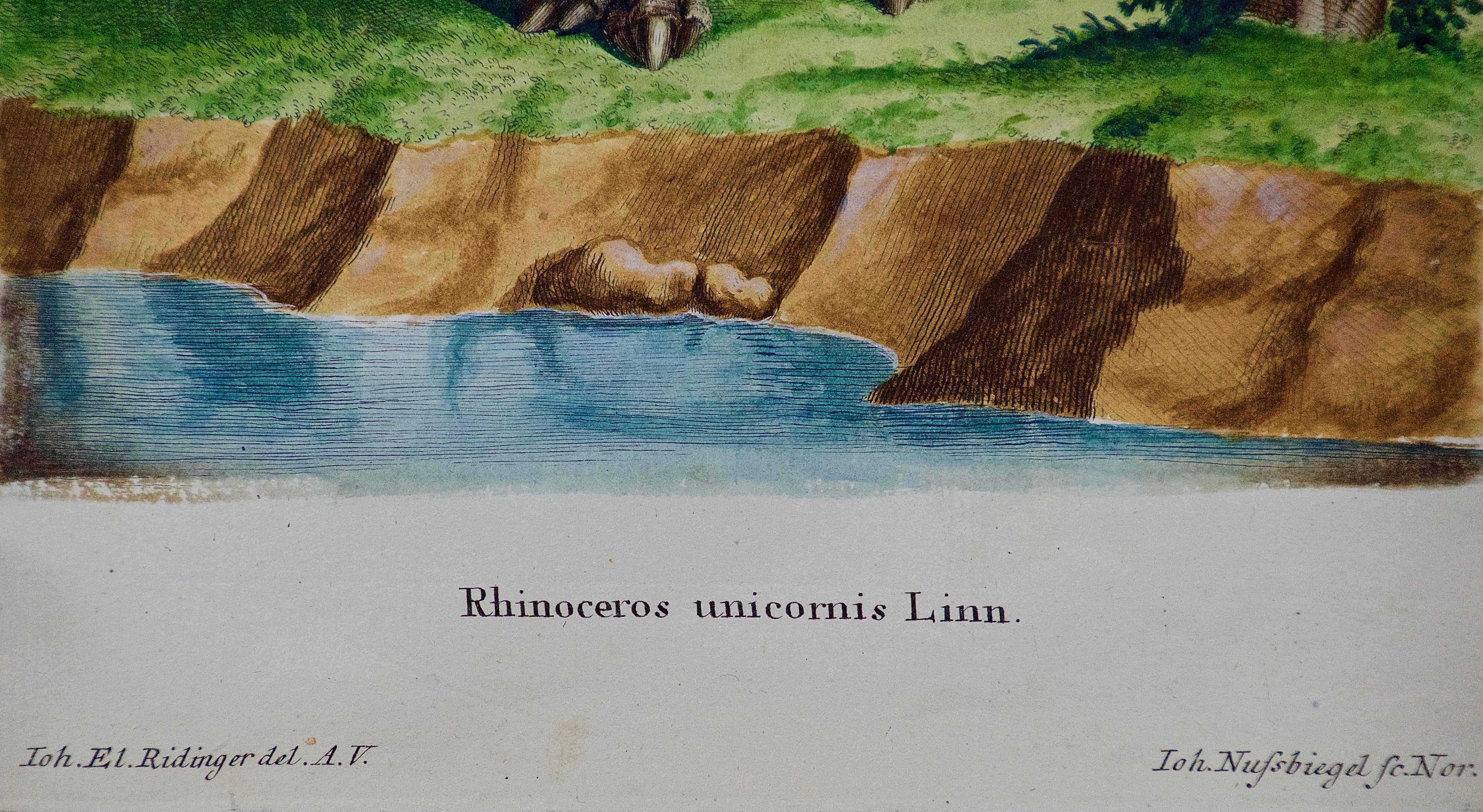 Ein Paar handkolorierte Gravuren einer afrikanischen Löwe mit ihren Wächtern und einem Rhino im Angebot 6