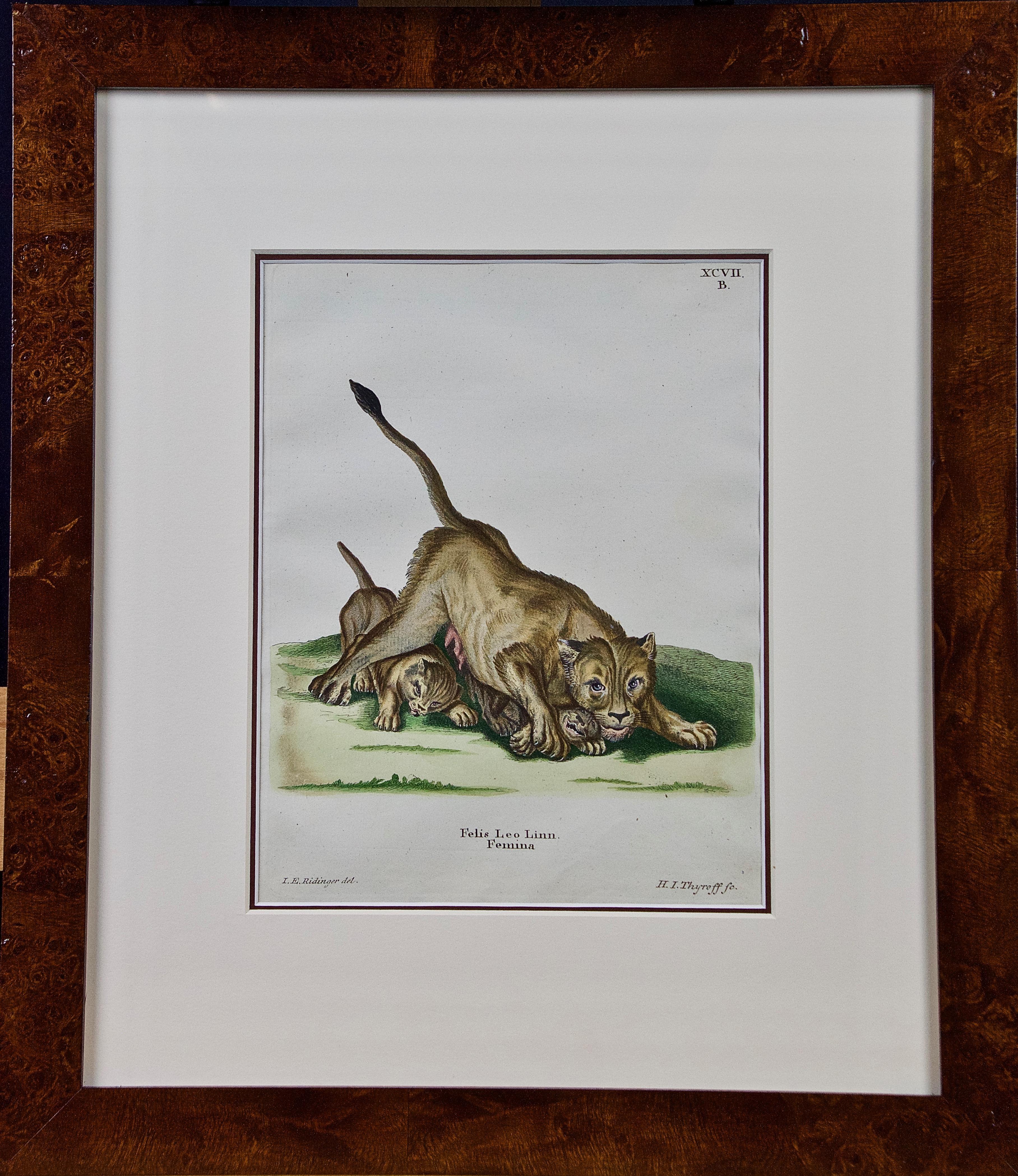 Ein Paar handkolorierte Gravuren einer afrikanischen Löwe mit ihren Wächtern und einem Rhino – Print von Johann Elias Ridinger