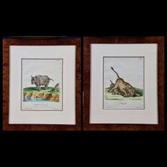 A Pair of Hand Colored Engravings of an African Lioness and her Cubs and a Rhino