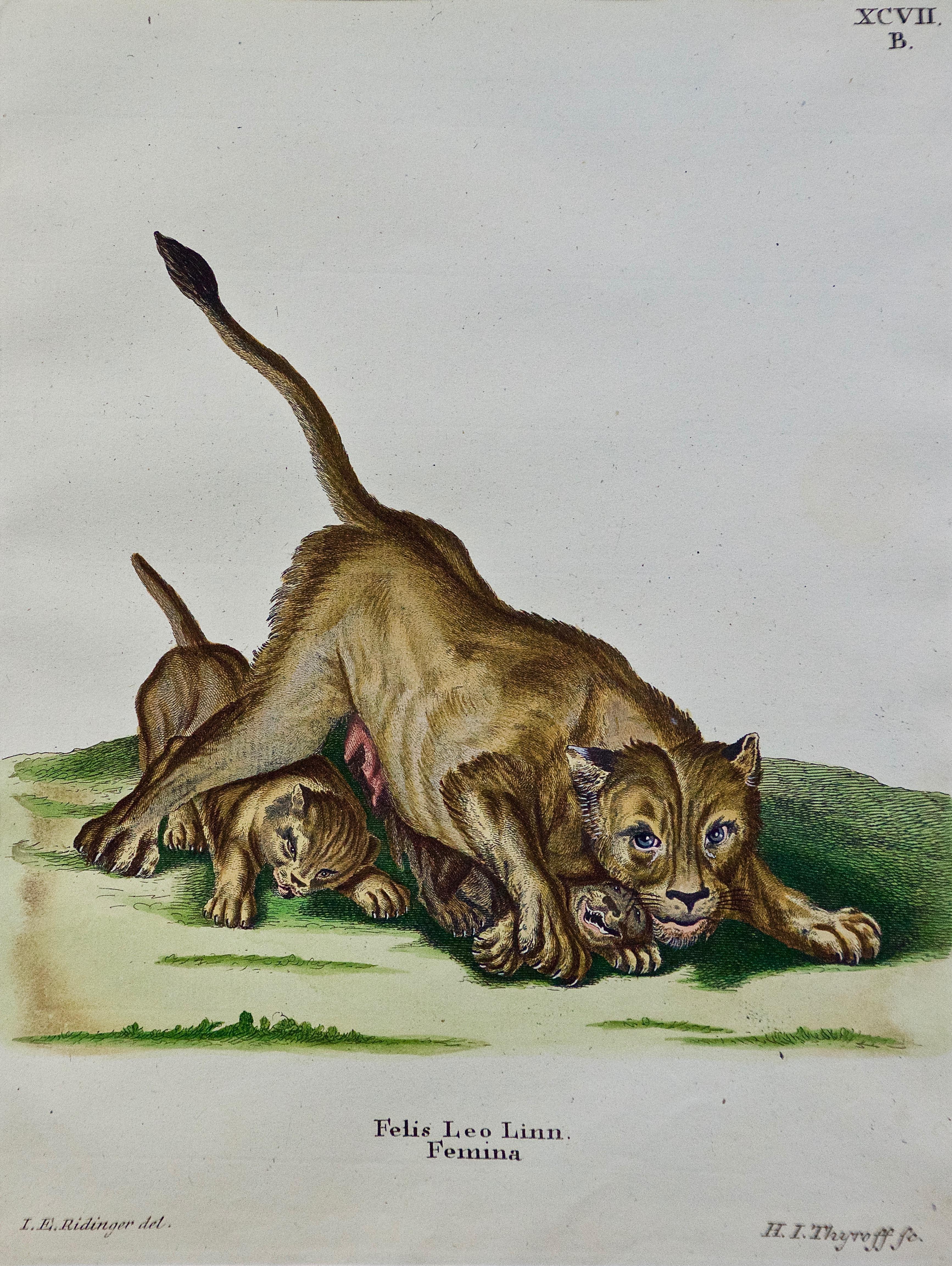 Ein Paar handkolorierte Gravuren einer afrikanischen Löwe mit ihren Wächtern und einem Rhino (Naturalismus), Print, von Johann Elias Ridinger