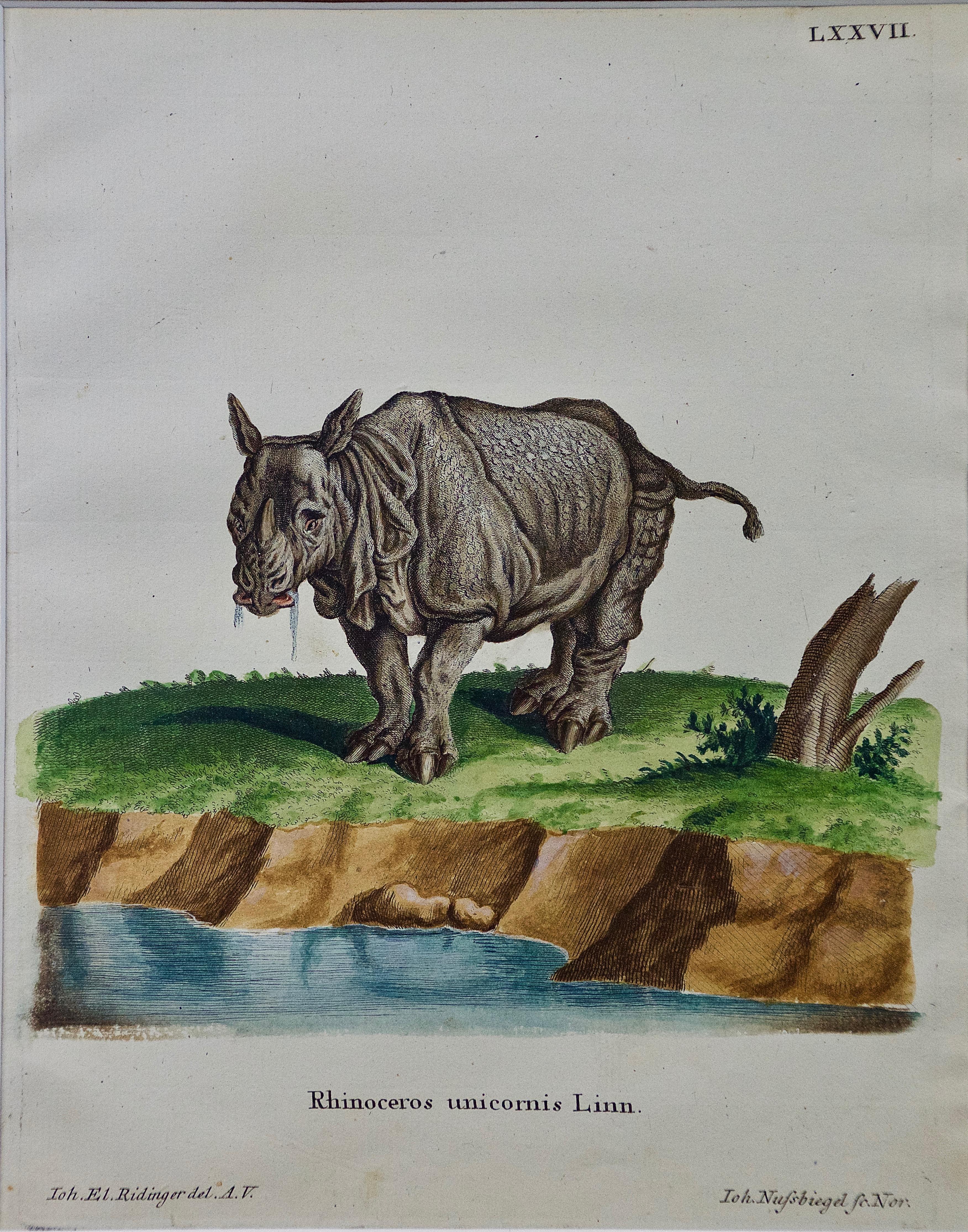 A Pair of Hand Colored Engravings of an African Lioness and her Cubs and a Rhino For Sale 1