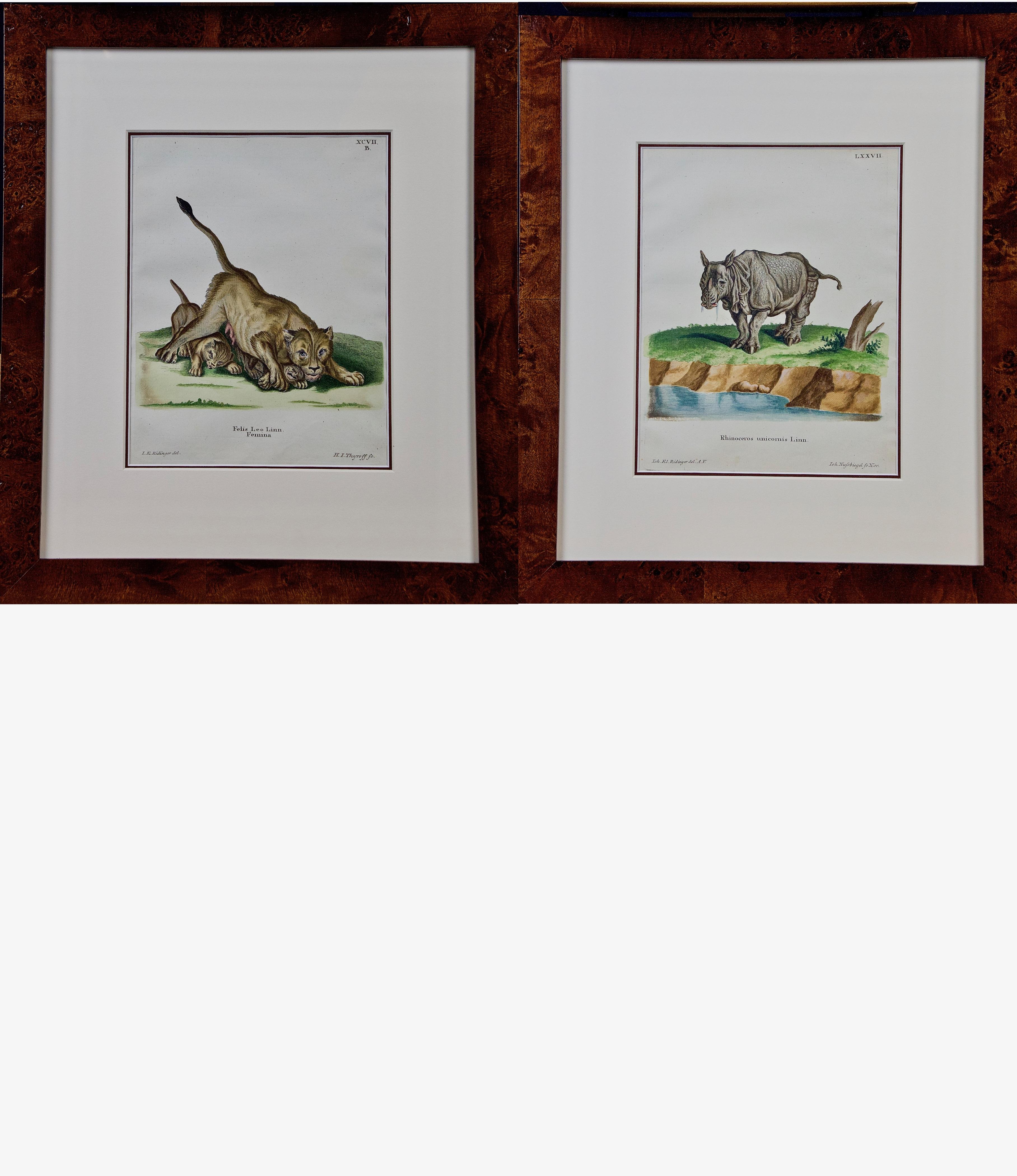 Johann Elias Ridinger Animal Print – Ein Paar handkolorierte Gravuren einer afrikanischen Löwe mit ihren Wächtern und einem Rhino