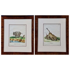A Pair of Hand Colored Engravings of an African Lioness and her Cubs and a Rhino