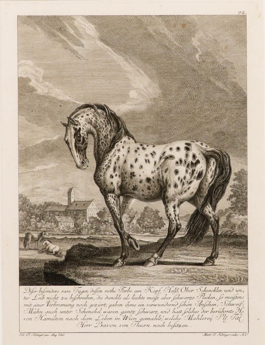 Johann Elias Ridinger (1698-1767)  - 18th Century Engraving, Knabstrupper 1
