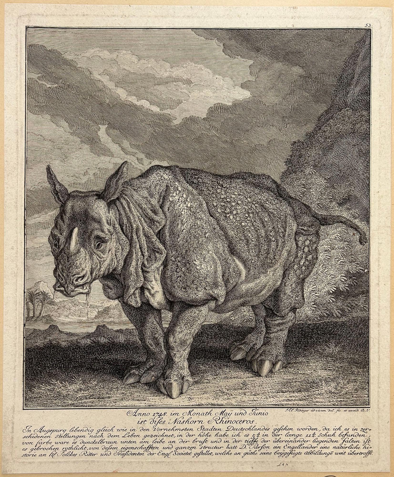 Johann Elias Ridinger Animal Print - Le Rhinocéros "Miss Clara". Nashorn Rhinoceros. 1748.