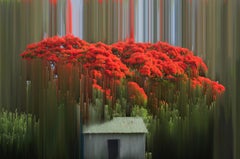 L’arbre Flamboyant - Color Photography, Trees, Landscape Photography