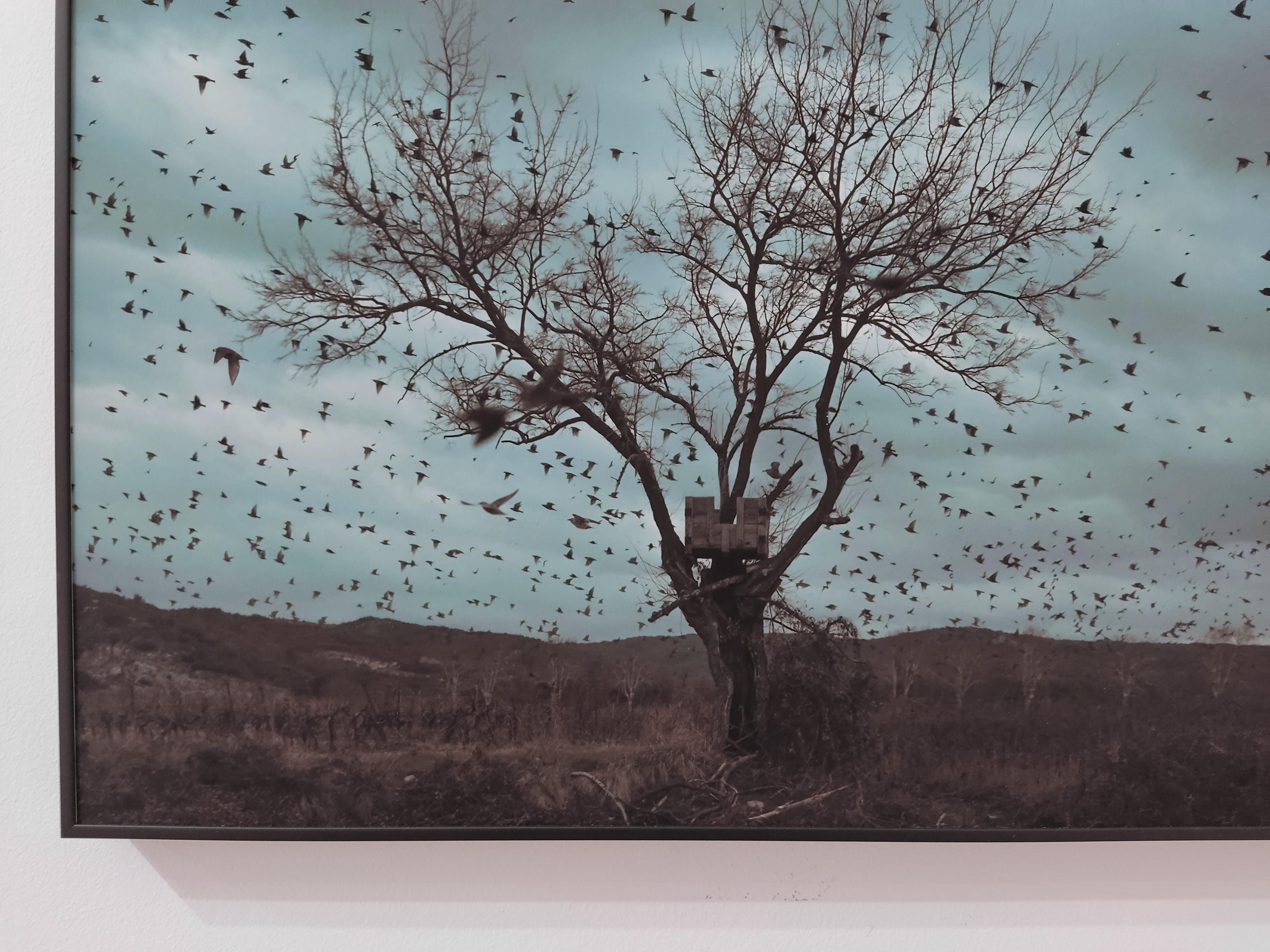 We spoke to the birds - Photography, Limited Edition, Archival pigment print - Gray Landscape Photograph by Johann Fournier