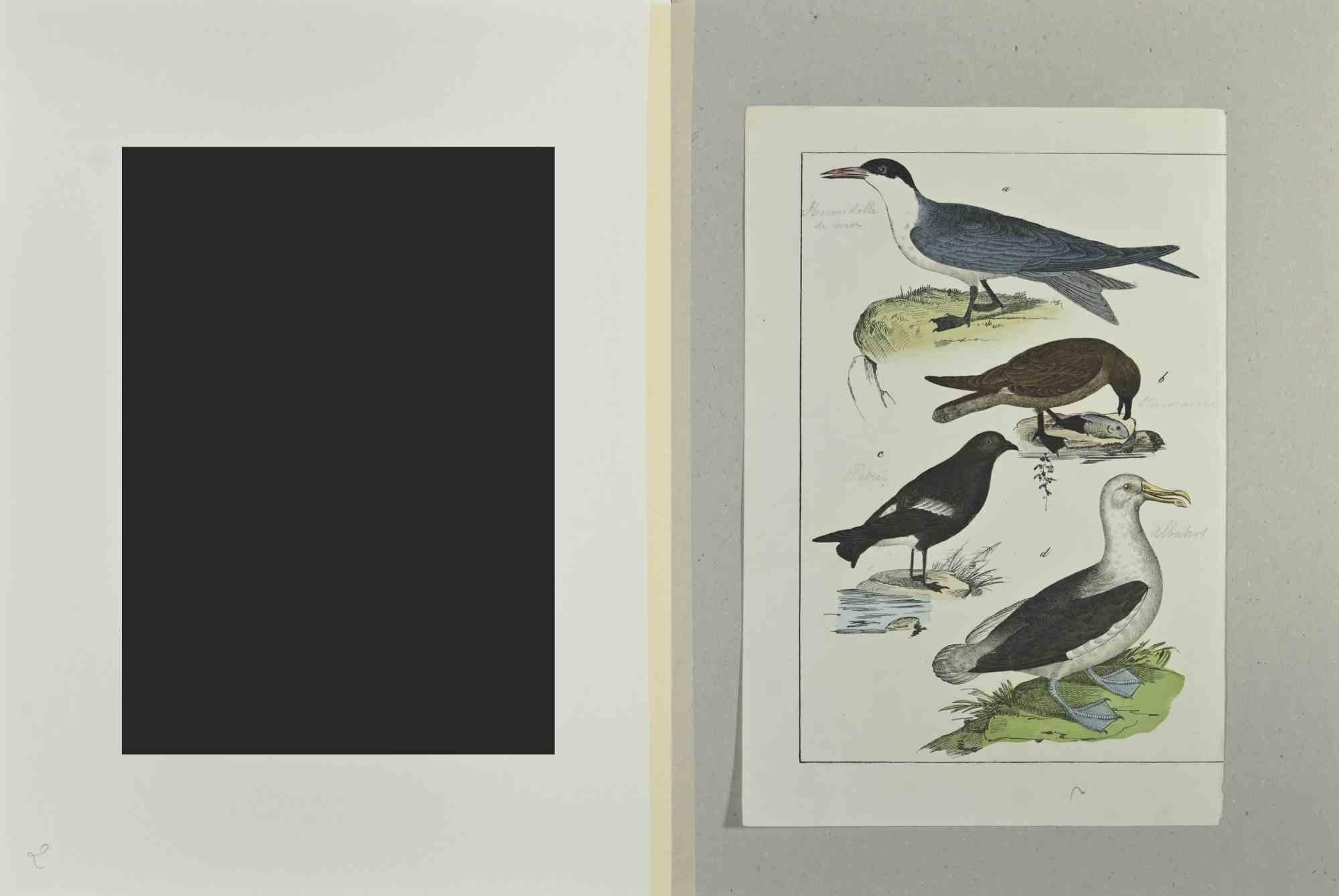 Albatross - Etching by Johann Friedrich Naumann - 1840 For Sale 1