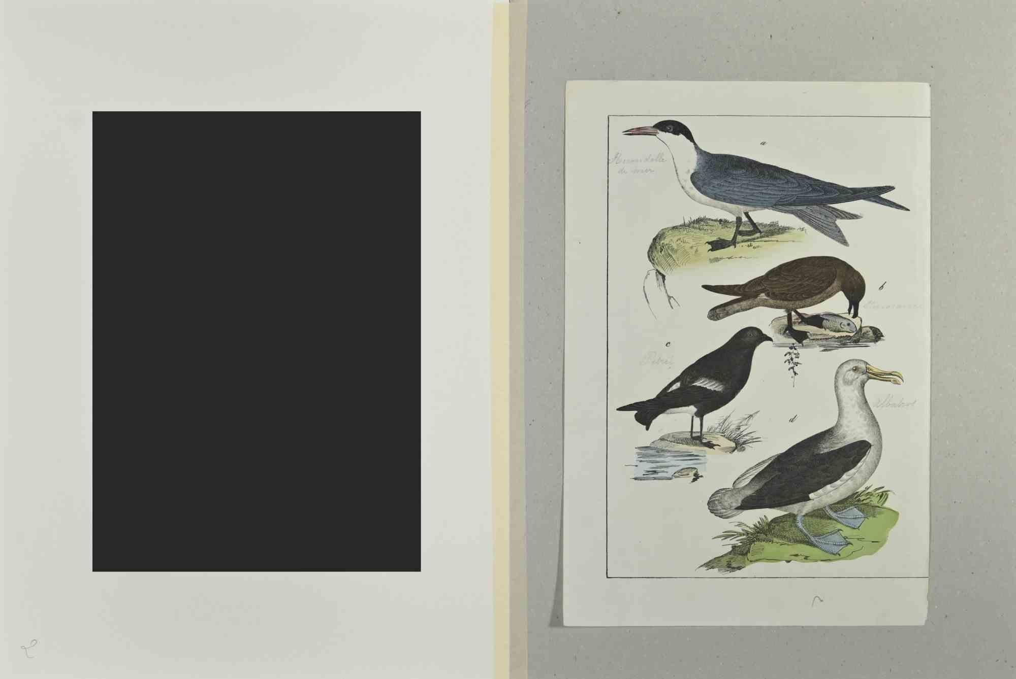 Albatross is an Etching hand colored realized by Gotthilf Heinrich von Schubert - Johann Friedrich Naumann, Illustration from Natural history of birds in pictures, published by Stuttgart and Esslingen, Schreiber and Schill 1840 ca. 

Johann