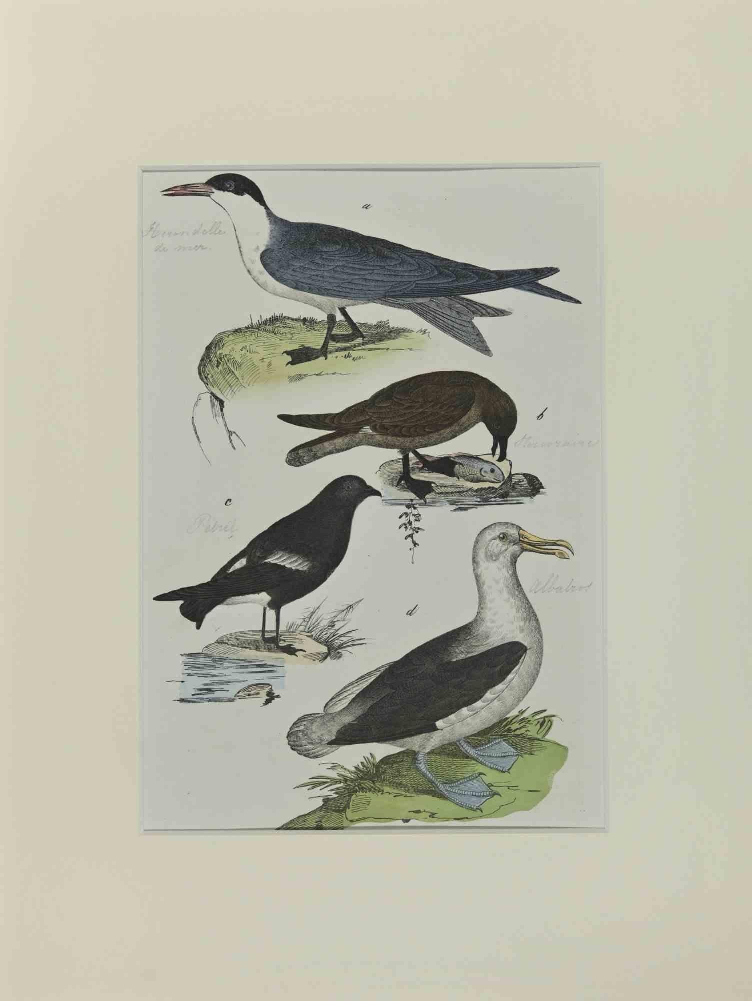 Albatross is an Etching hand colored realized by Gotthilf Heinrich von Schubert - Johann Friedrich Naumann, Illustration from Natural history of birds in pictures, published by Stuttgart and Esslingen, Schreiber and Schill 1840 ca. 

Johann