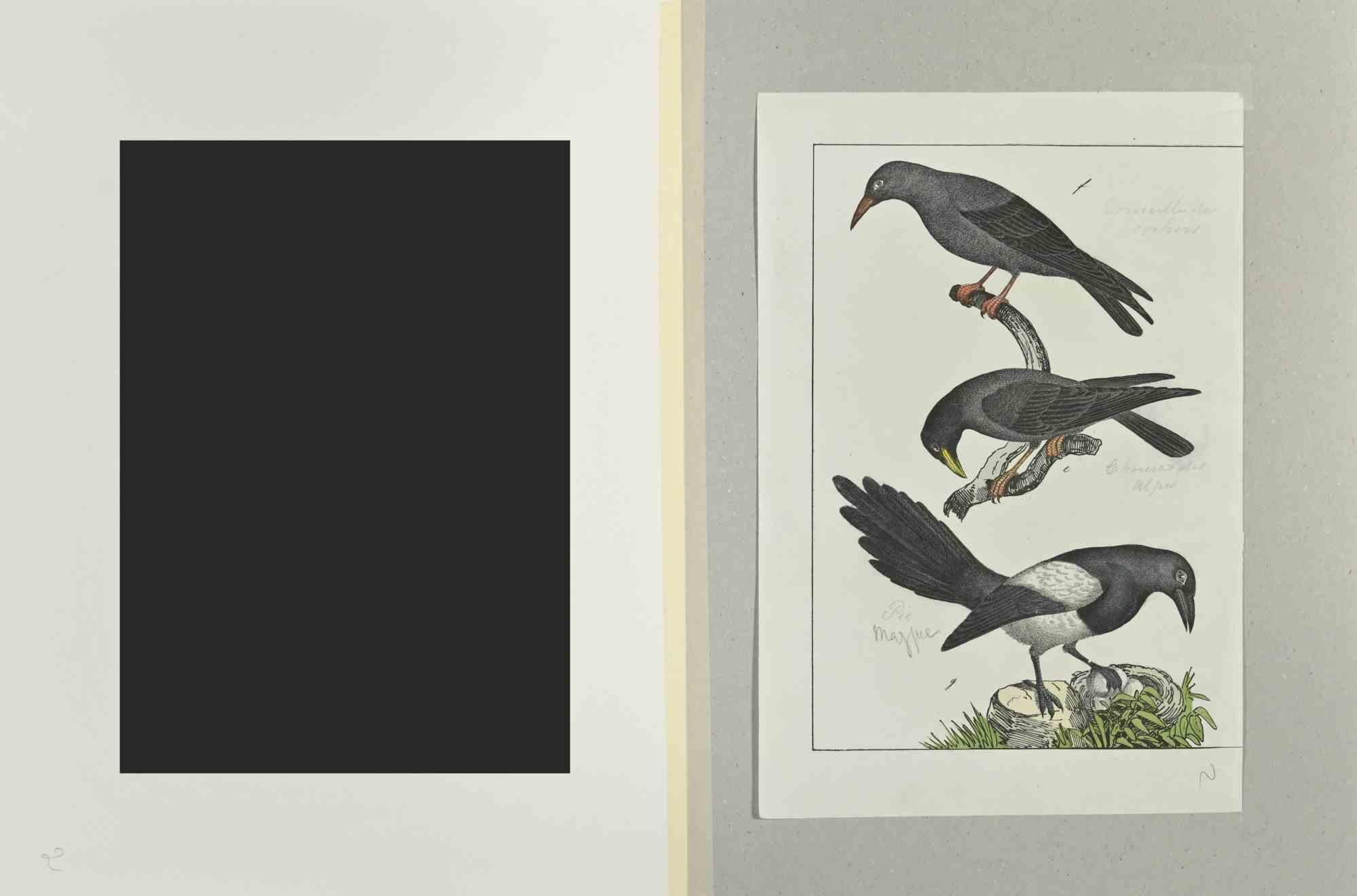 Alpine Crow - Etching by Johann Friedrich Naumann - 1840 For Sale 1