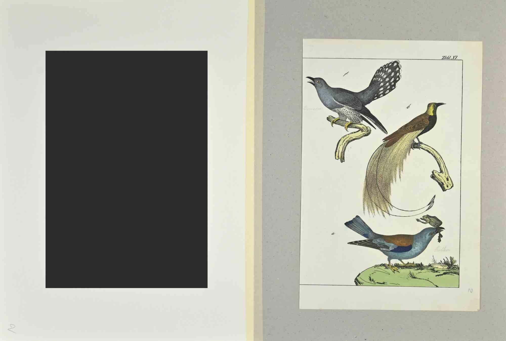 Birds with Particular Tail - Etching by Johann Friedrich Naumann - 1840 For Sale 1
