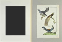 Birds with Particular Tail – Radierung von Johann Friedrich Naumann – 1840