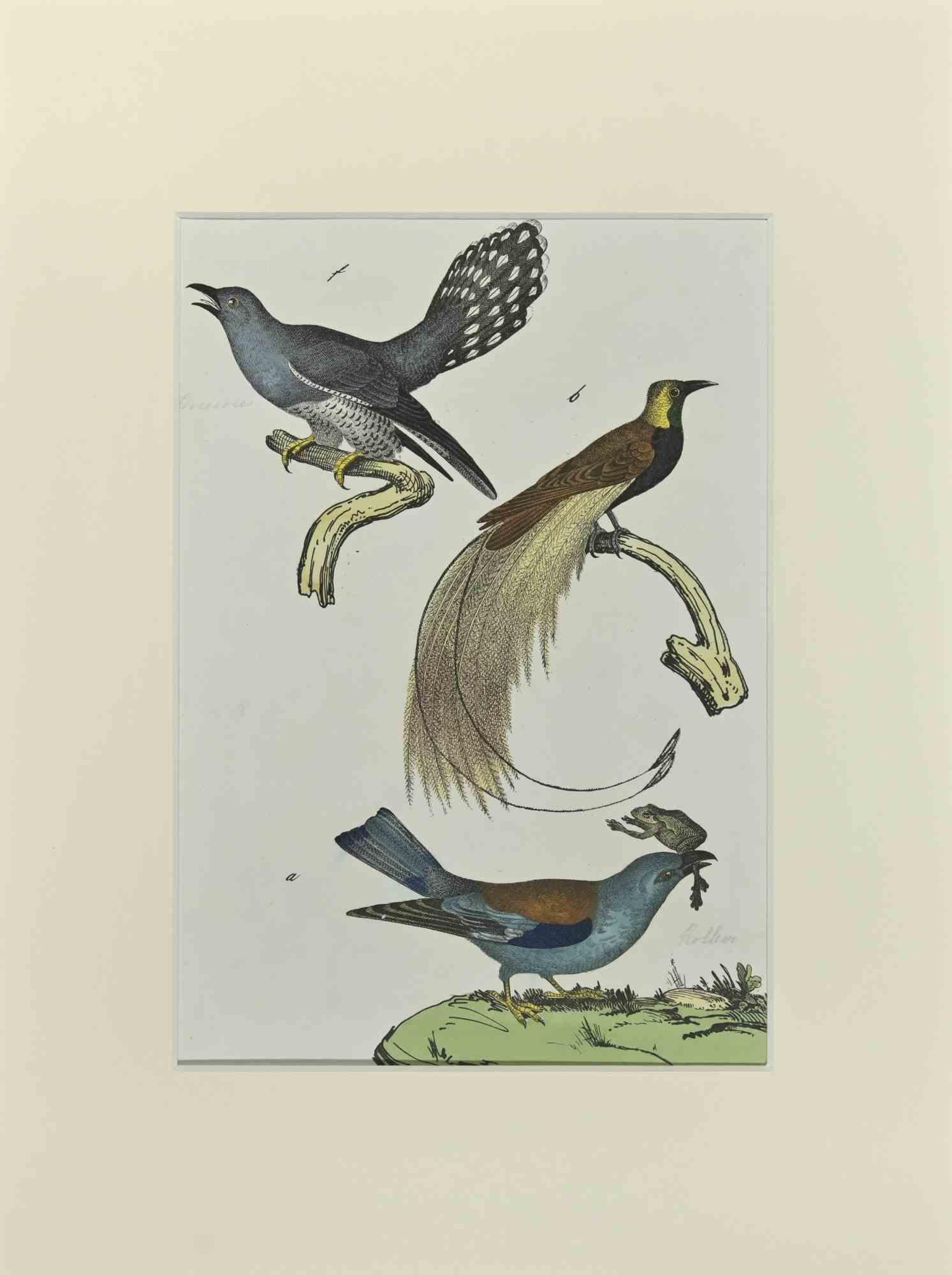 Birds with Particular Tail is an Etching hand colored realized by Gotthilf Heinrich von Schubert - Johann Friedrich Naumann, Illustration from Natural history of birds in pictures, published by Stuttgart and Esslingen, Schreiber and Schill 1840 ca.