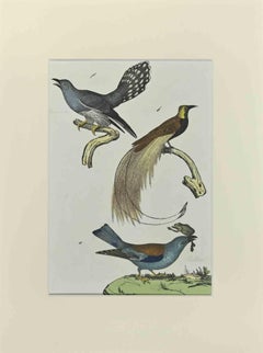 Antique Birds with Particular Tail - Etching by Johann Friedrich Naumann - 1840