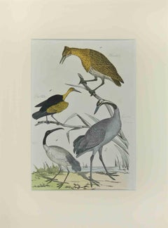 Bittern – Radierung von Johann Friedrich Naumann – 1840