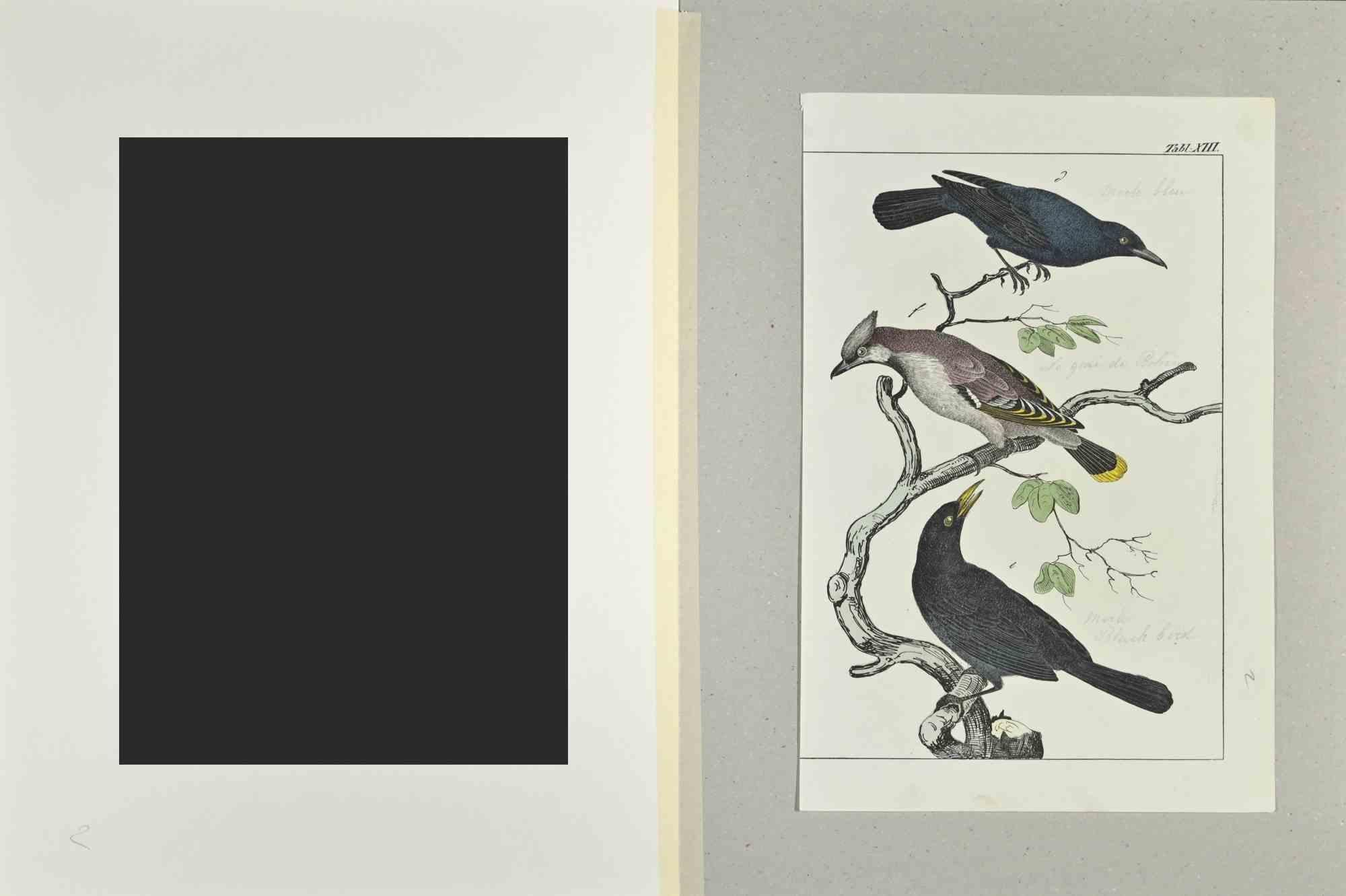 Black Bird is an Etching hand colored realized by Gotthilf Heinrich von Schubert - Johann Friedrich Naumann, Illustration from Natural history of birds in pictures, published by Stuttgart and Esslingen, Schreiber and Schill 1840 ca. 

Johann