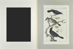 Schwarzer Vogel - Radierung von Johann Friedrich Naumann - 1840